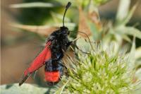 Zygaena sarpedon