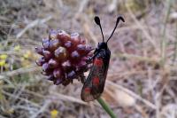 Zygaena sarpedon
