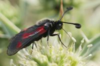 Zygaena sarpedon