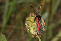 Zygaena sarpedon