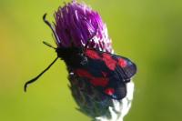Zygaena trifolii