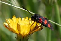 Zygaena trifolii