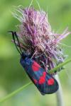Zygaena trifolii