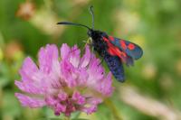 Zygaena trifolii