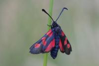Zygaena trifolii