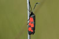 Zygaena transalpina