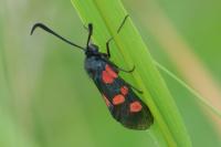 Zygaena trifolii