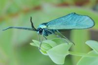 Jordanita globulariae