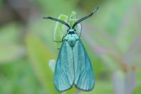Jordanita globulariae