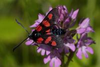 Zygaena trifolii