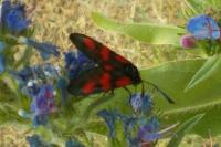 Zygaena trifolii