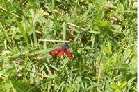Zygaena