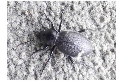 Carabus coriaceus