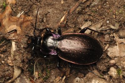 Carabus nemoralis