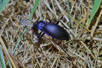 Carabus violaceus purpurascens