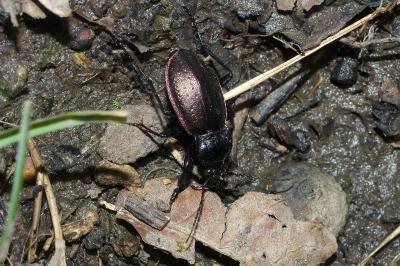 Carabus nemoralis