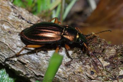 <i>Carabus auratus</i>