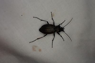 <i>Carabus granulatus</i>