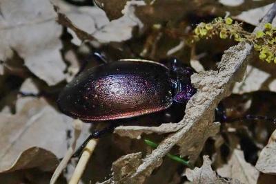 <i>Carabus nemoralis</i>