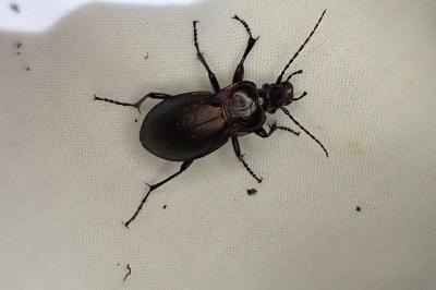 <i>Carabus nemoralis</i>