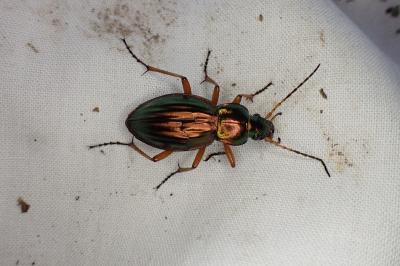 <i>Carabus auratus</i>