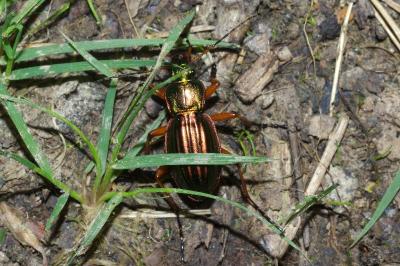 <i>Carabus auratus</i>