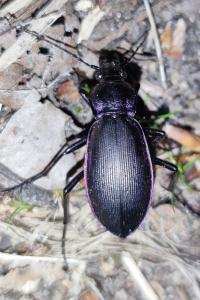 <i>Carabus violaceus purpurascens</i>