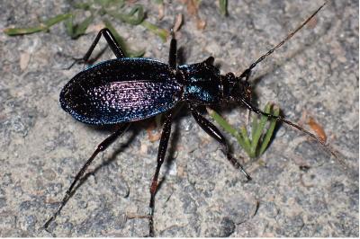 <i>Carabus intricatus</i>