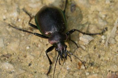 <i>Calosoma inquisitor</i>