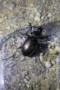 <i>Carabus nemoralis</i>
