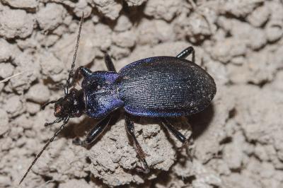 <i>Carabus problematicus</i>