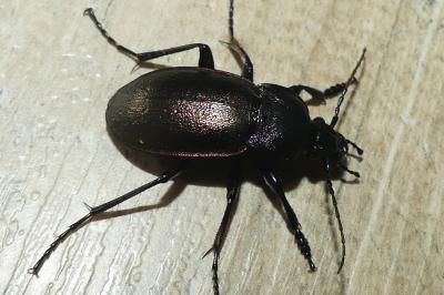 <i>Carabus nemoralis</i>