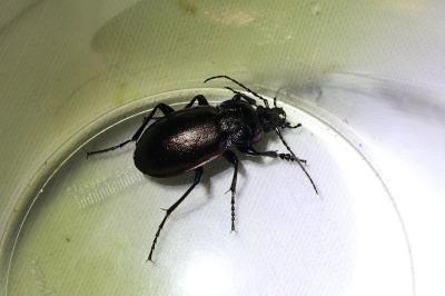 <i>Carabus nemoralis</i>