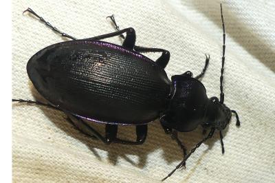 <i>Carabus violaceus purpurascens</i>