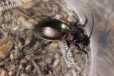 <i>Carabus nemoralis</i>