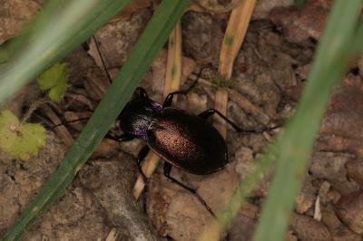 <i>Carabus nemoralis</i>