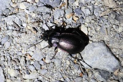 <i>Carabus nemoralis</i>