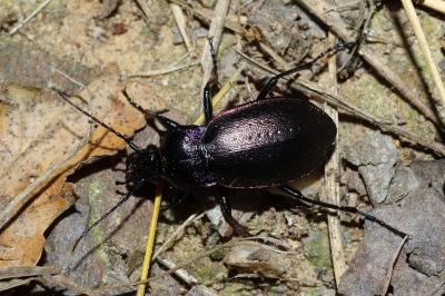 <i>Carabus nemoralis</i>