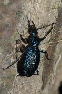 <i>Carabus intricatus</i>