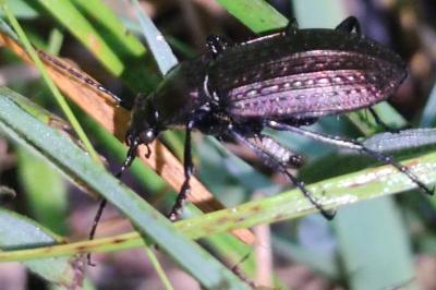 <i>Carabus granulatus</i>