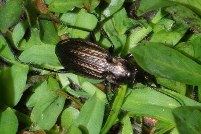 <i>Carabus granulatus</i>