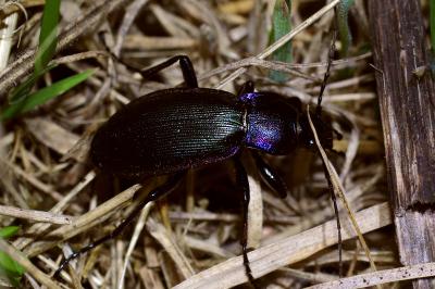 <i>Carabus violaceus purpurascens</i>