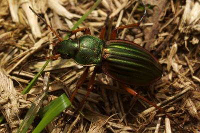 <i>Carabus auratus</i>