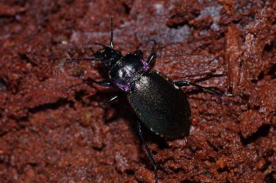 <i>Carabus nemoralis</i>