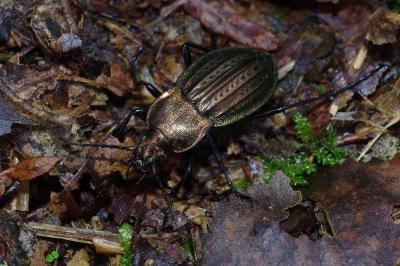 Carabus cancellatus