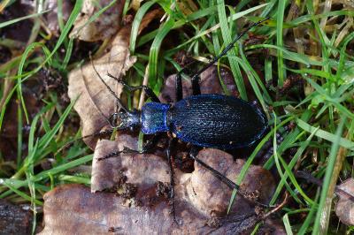 <i>Carabus intricatus</i>