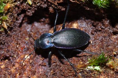 <i>Carabus violaceus purpurascens</i>