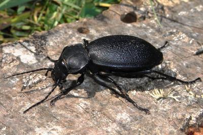 <i>Carabus coriaceus</i>