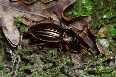 <i>Carabus auratus</i>