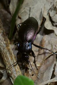 <i>Carabus nemoralis</i>